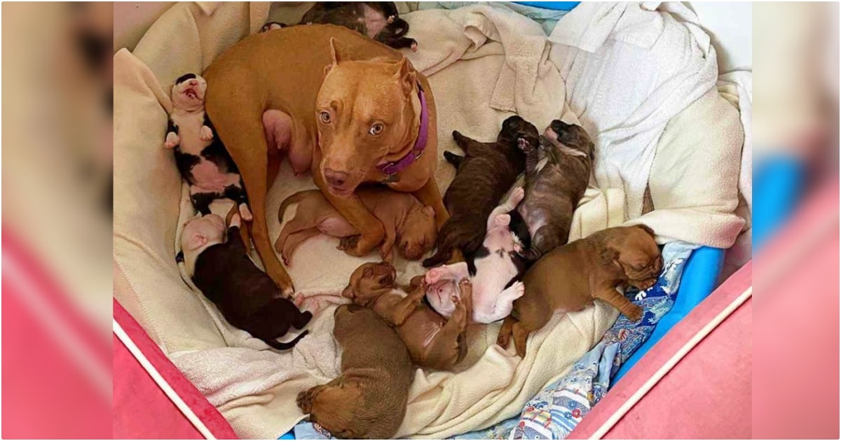 Dog Adopted Every Foster Pup She Met While Waiting 1,263 Days For A Forever Home