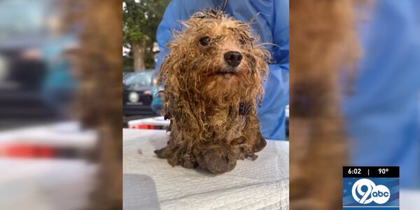Authorities Rescued Nearly 260 Animals From a Hoarding Nightmare