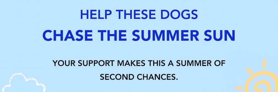 Help These Dogs Chase the Summer Sun - Your support makes this a summer of second chances.