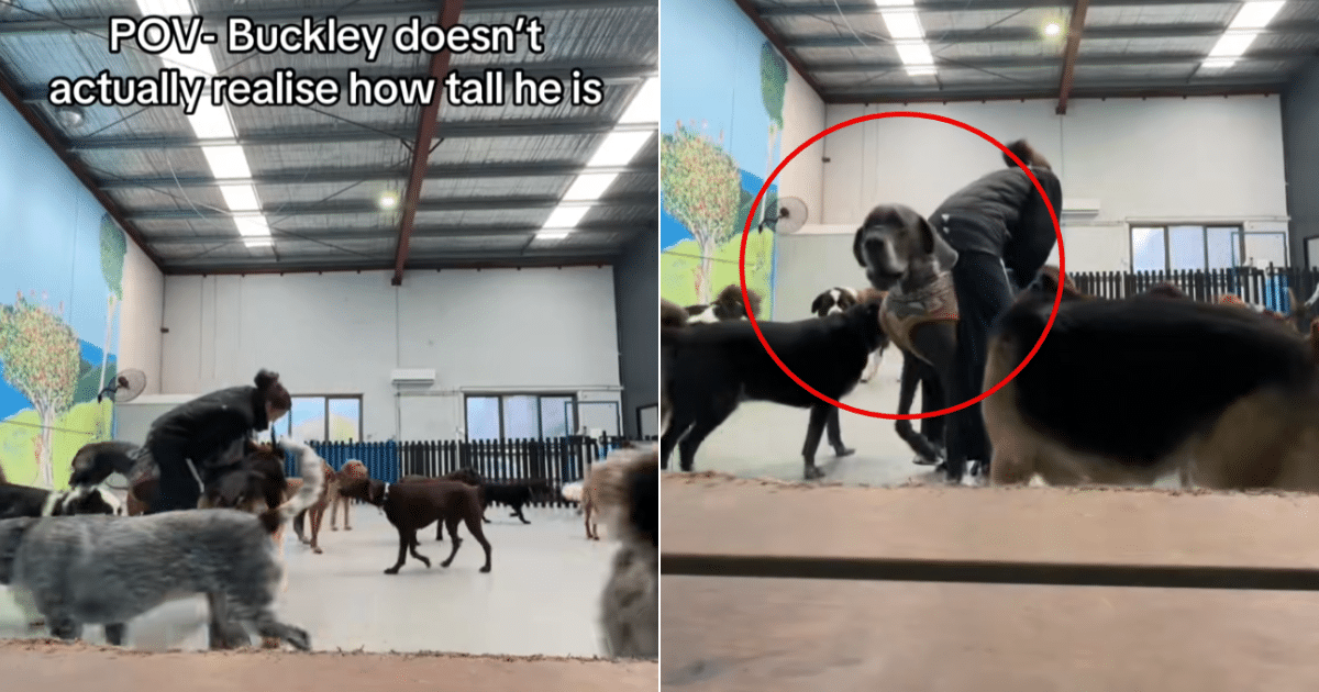 Great Dane Turns Doggy Day Care Into a Rodeo With “Unintentional Ride”