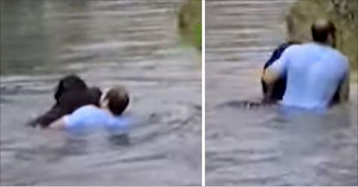 Hero Risks Life Jumping Into Moat to Save Chimp While Zoo Staff Watches