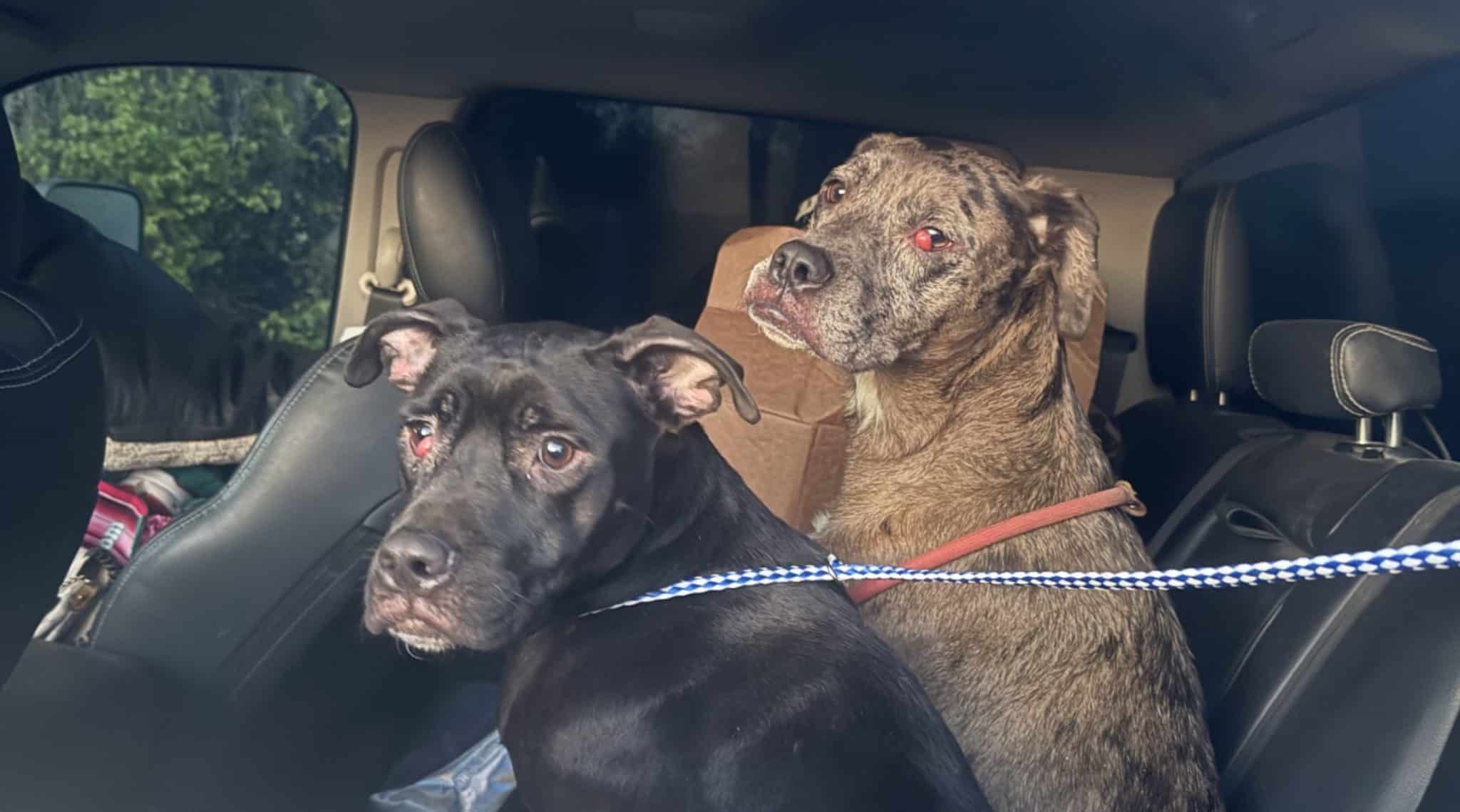 Abandoned and Afraid, Starsky & Hutch Found Hope—Thanks to iHeartDogs Customers