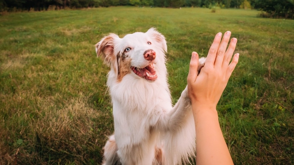 The Dog Food That Changed Everything- An Honest Review