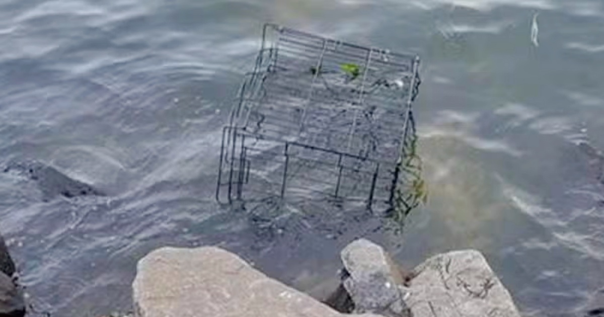 Dog’s Barks Broke Calm Of The River When Banged Up Cage Floats Over