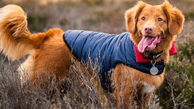 Best Winter Jackets For Dogs & Top Cold Weather Gear