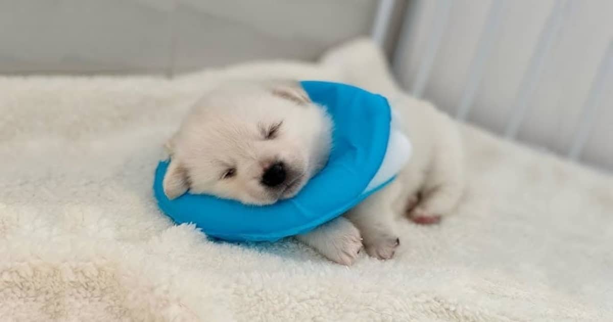 Owner Left Puppy On Stoop When Shelter Was Closed For The Night