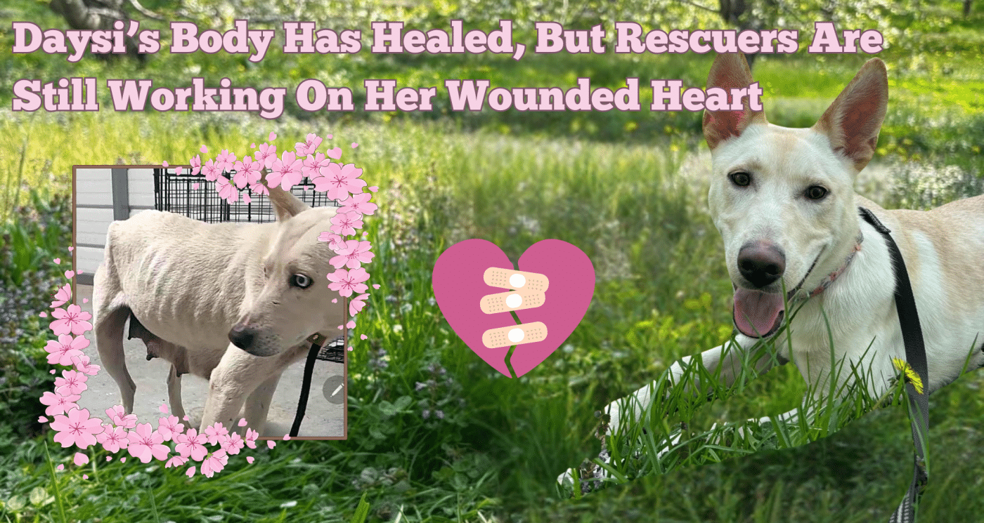 Daysi's Body Has Healed, But Rescuers Are Still Working On Her Wounded Heart
