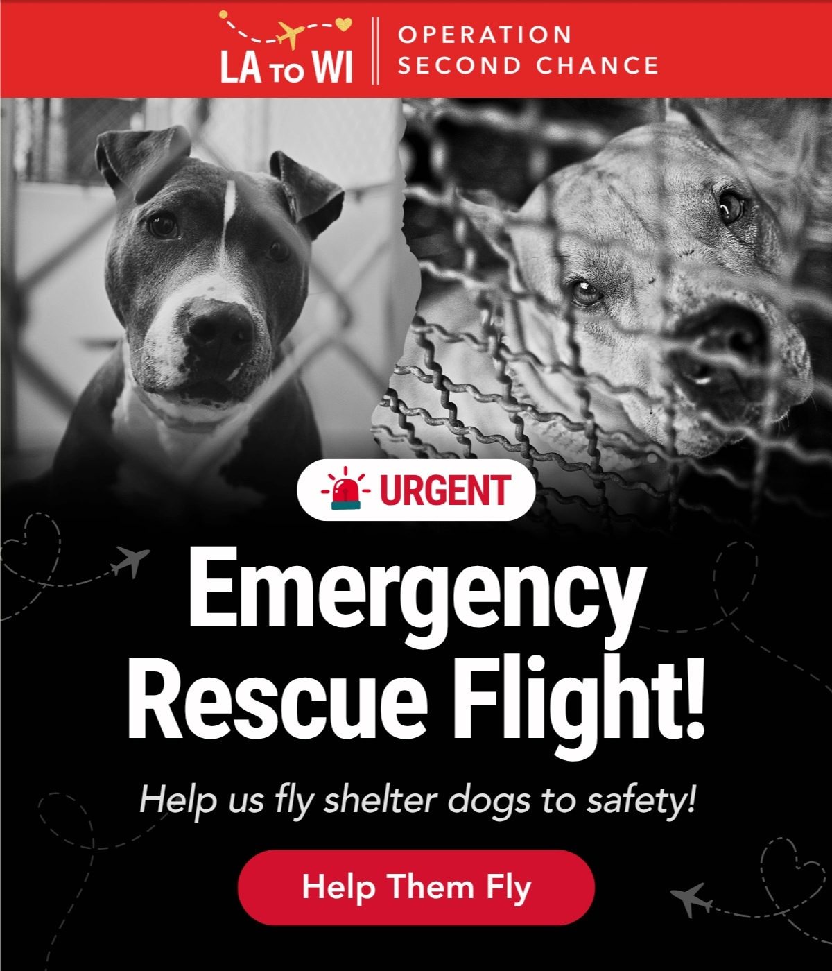 Emergency Rescue Flight! Help us fly shelter dogs to safety!