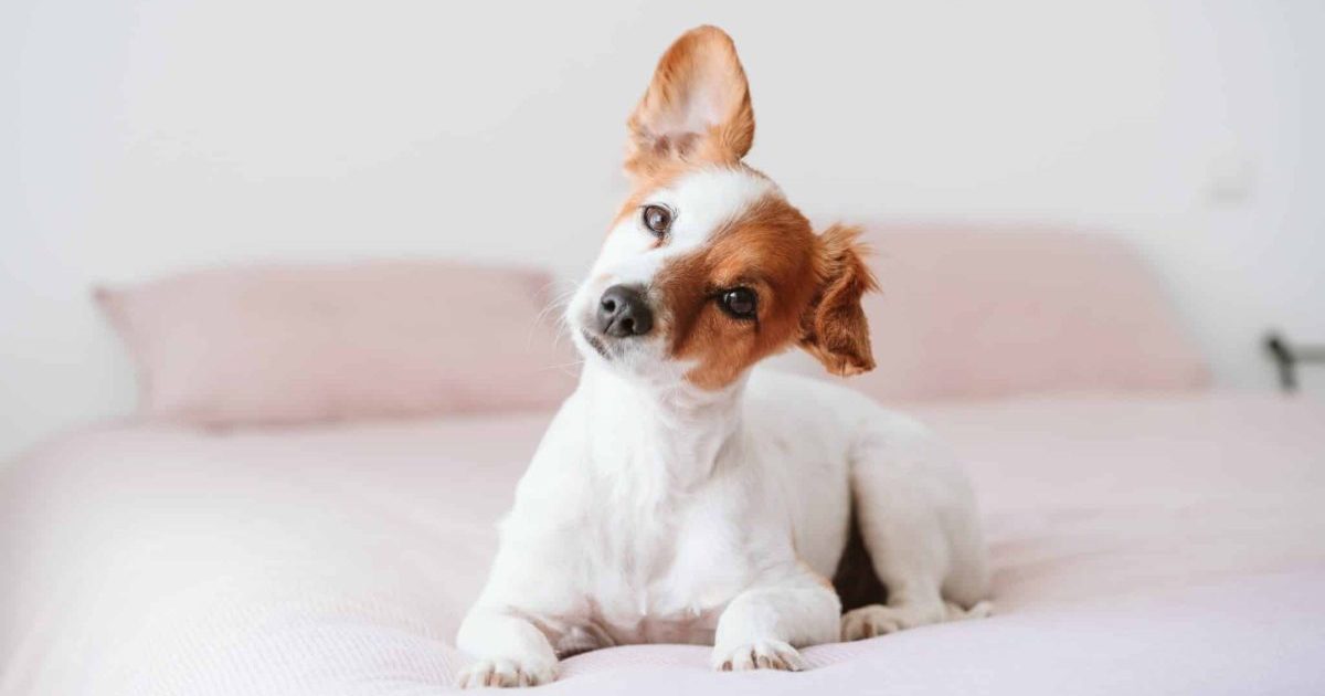 12 Ways to Treat & Prevent Ear Infections in Dogs