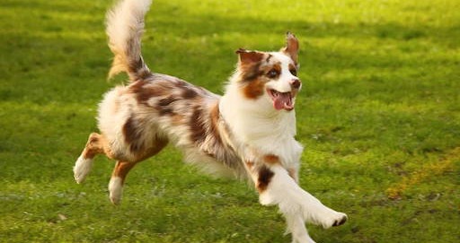 New Powerful 8-in-1 Formula Doesn’t Just “Mask” Dog’s Joint Pain…