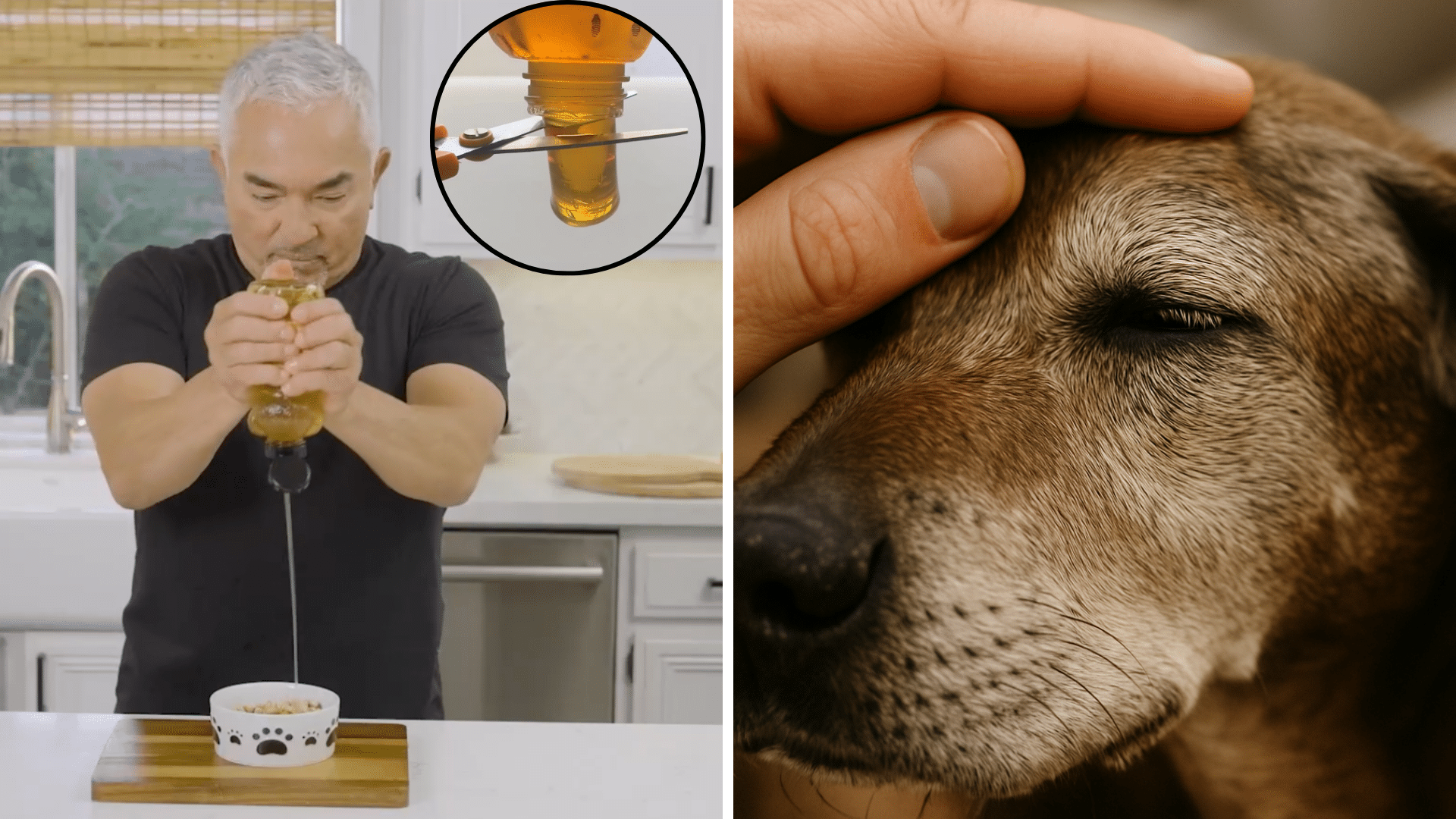 What Happens When Senior Dogs Eat Honey? Watch this before it gets taken down.