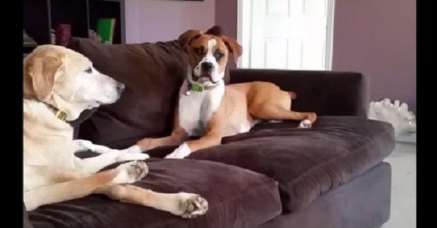 Two Dogs Caught Deep In Conversation