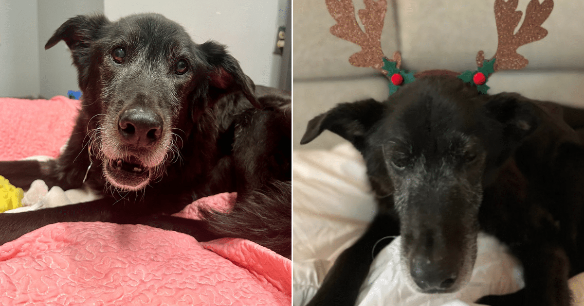 Christmas Comes Early for a Senior Dog Who Almost Gave Up