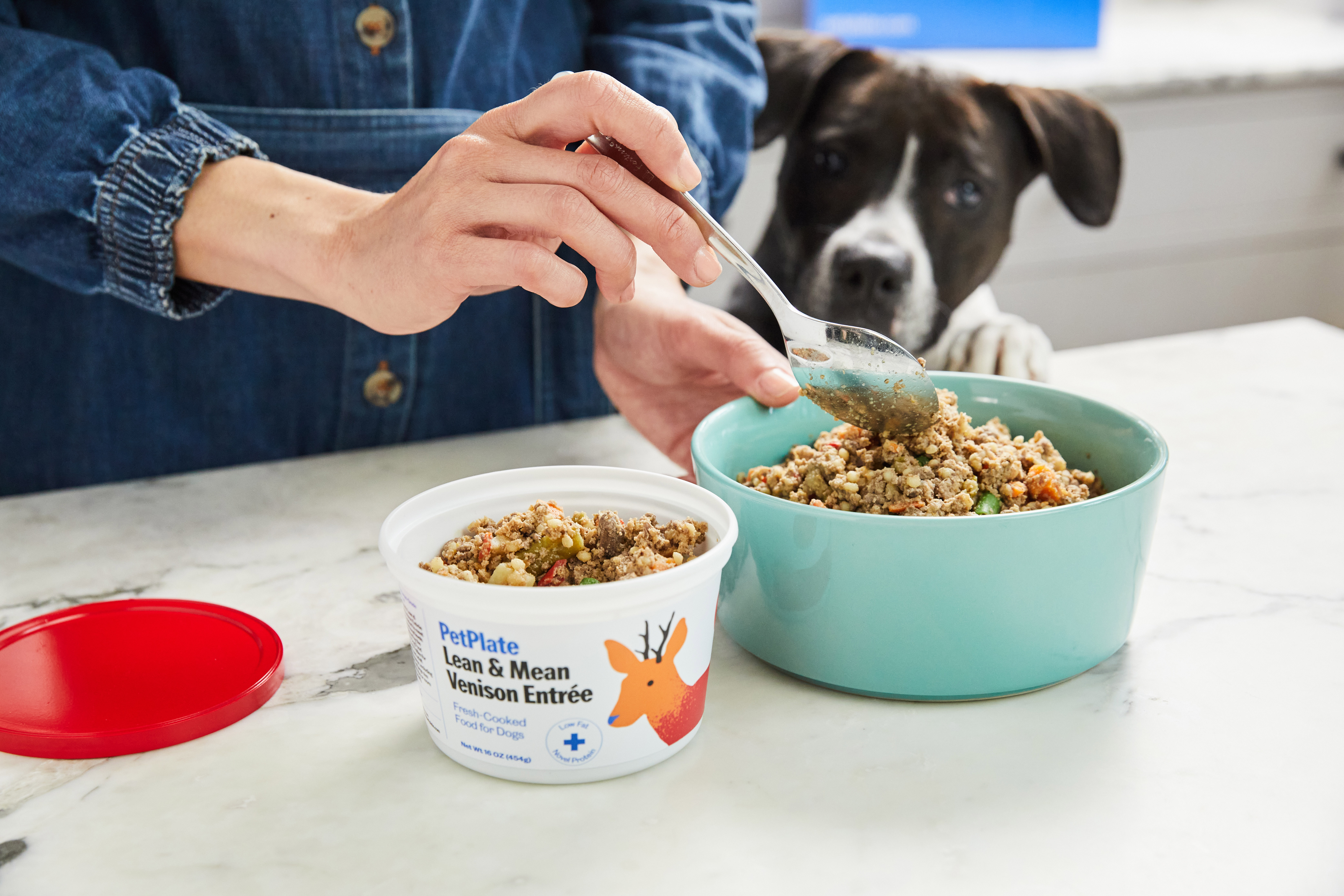 Scared dog flees from fire.