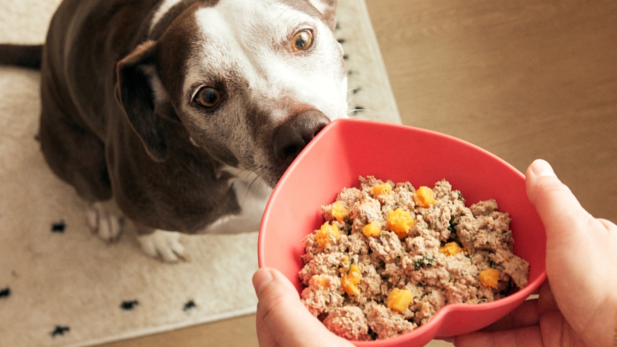 A Small Upgrade That Says “I Really Love My Dog”