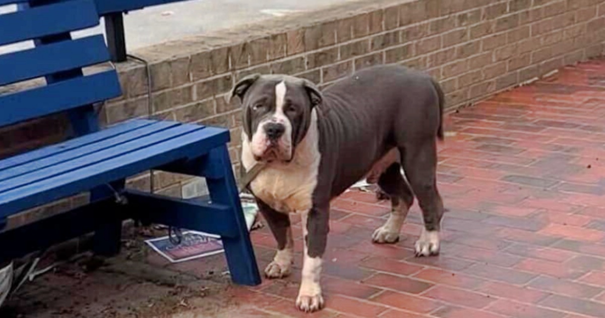 A Devastated Dog Left Tied To A Bench Hoped Someone Would Notice Him