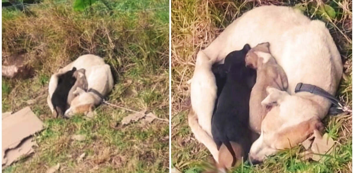 Momma Dog Tied To Sign Shielded Babies From The Cold
