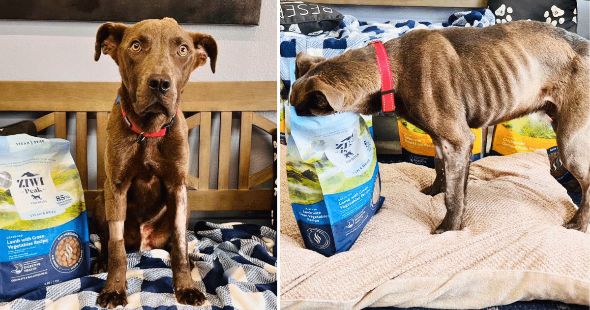 The Impact Behind Your Order: Feeding Shelter Dogs with iHeartDogs