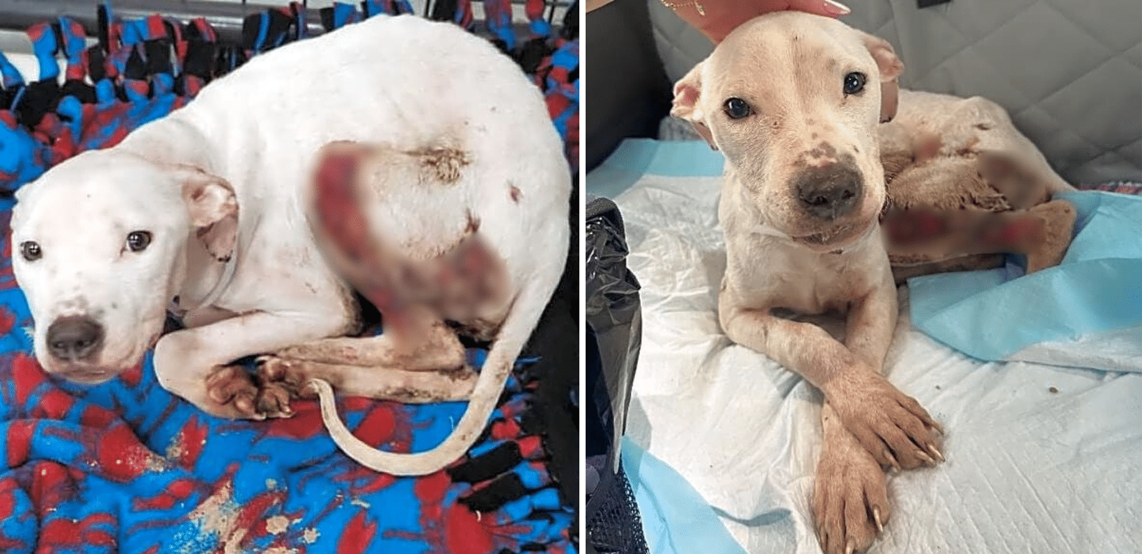 Caden Was Abandoned At A Hotel With New & Old Fractures