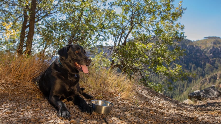 Your Pet Deserves THIS Diet: Here’s 7 Reasons Why...