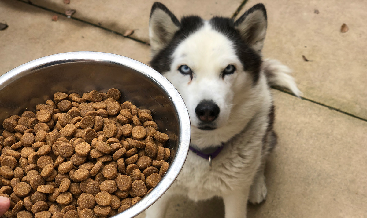 Would YOU want to eat the same food every day? Try removing a handful of kibble & replacing with this.