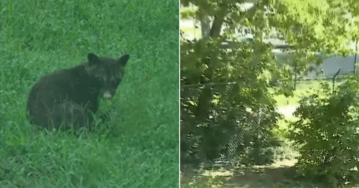 Mystery Animal Spotted Near Lake Sparks Online Debate