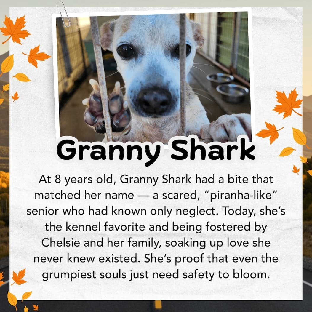 GRANNY SHARK
