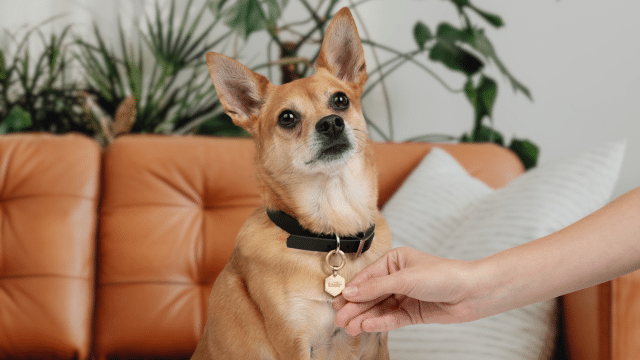 Pet Tag Provides Ultimate Peace of Mind for Pet Parents