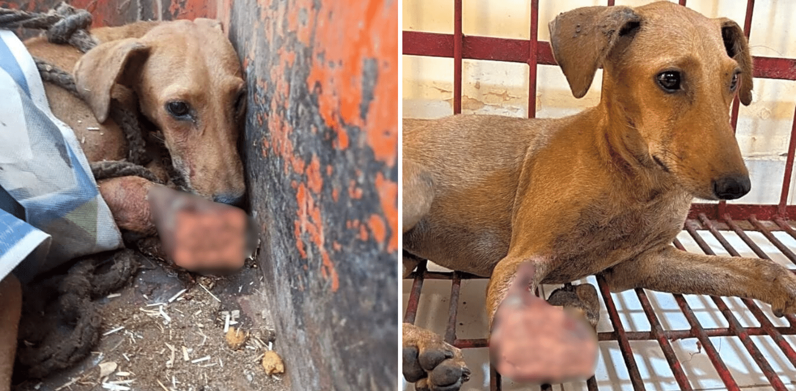 Lychee Was Discovered Scared & Cowering In Horrific Condition