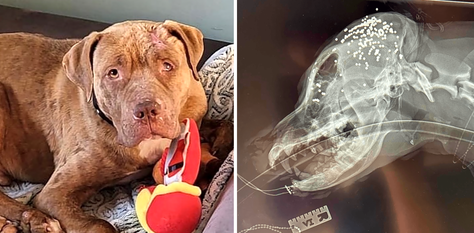 Sweet George Was Struck By A Car And Endured Multiple Gunshot Wounds