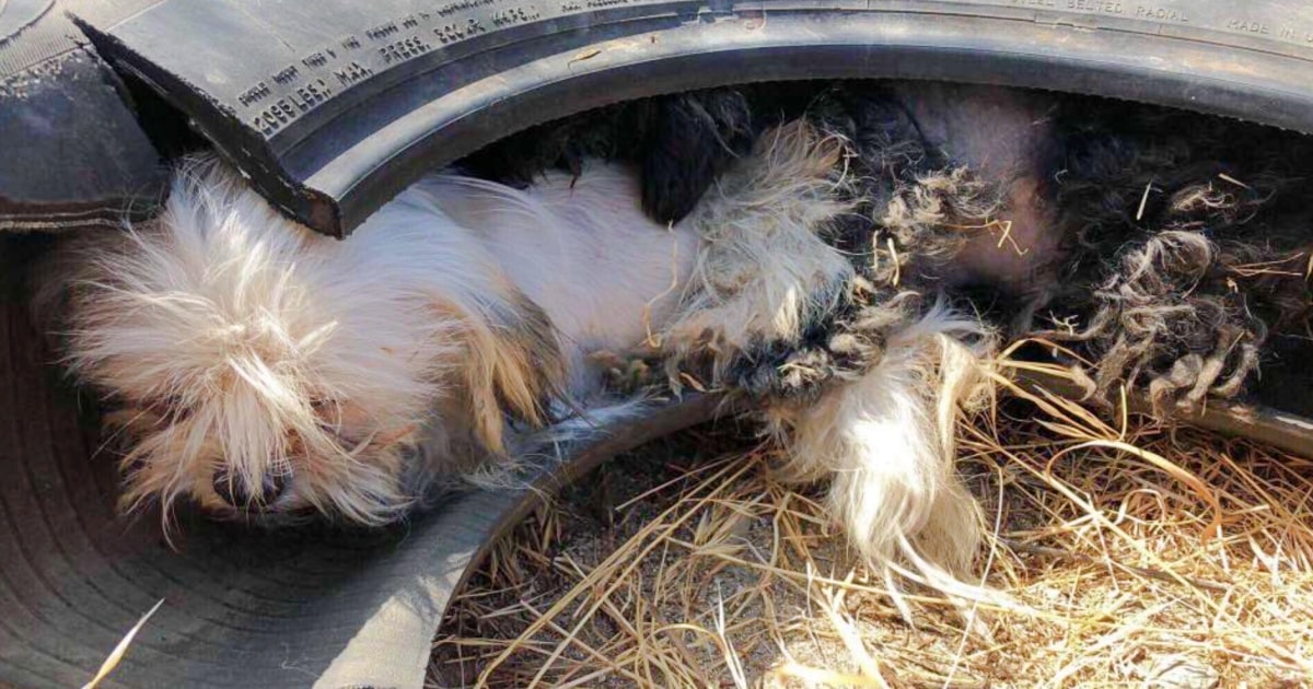 Dog Pack Living Inside An Old Tire To Evade The Scorching Sun
