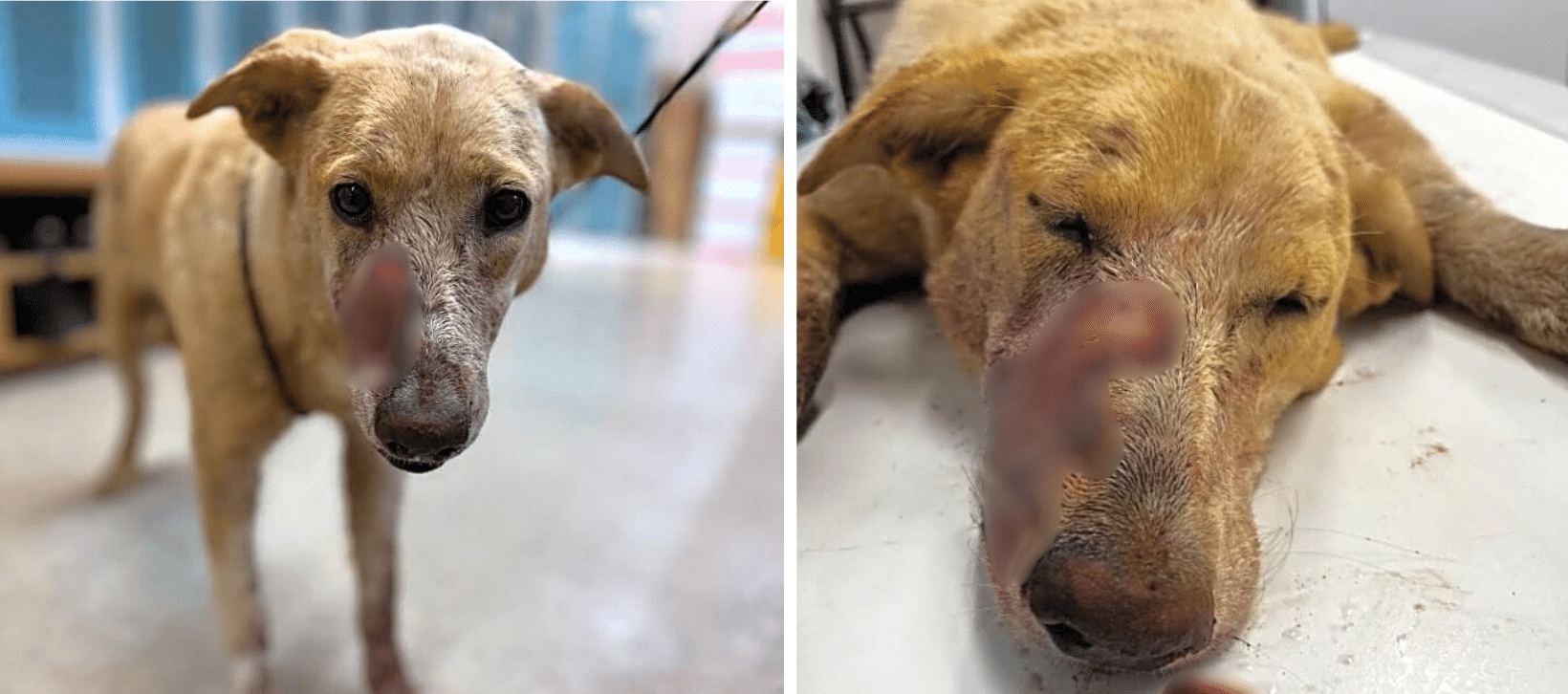 A Cruel Human Shot Maple In The Face For Being A Stray