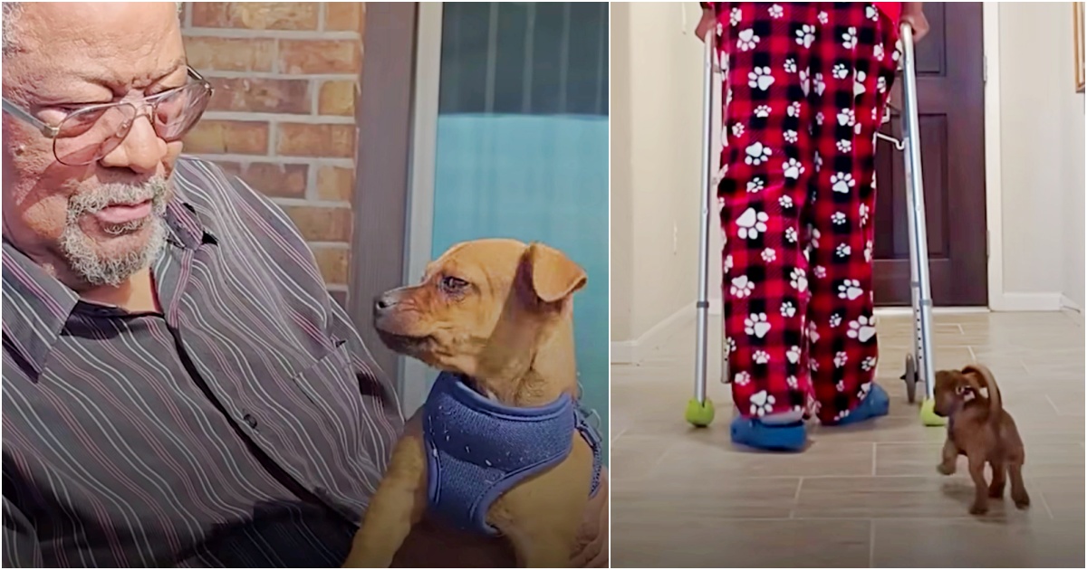 Papa Gets An Inspirational Buddy To Tag Along During His Recovery