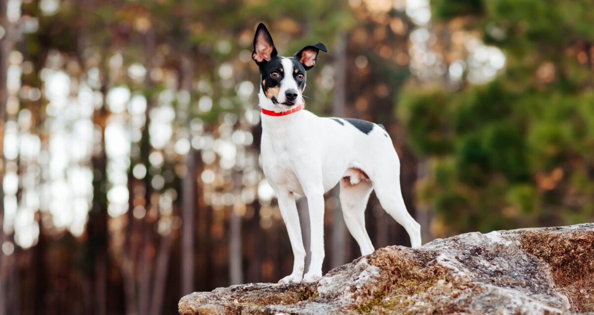 16 Most Intelligent Small Dog Breeds: Small Dogs With Big Brains