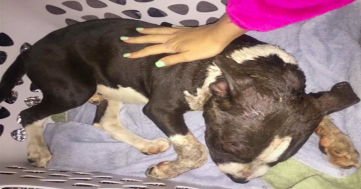 Bait Puppy Collapses In Front Of Stranger’s House And Homeowner Rushes To Save His Life