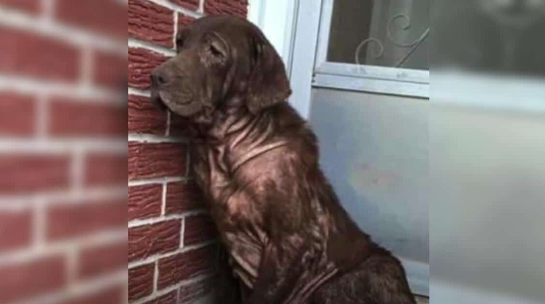 Dog Has Been Alone Forever, But This Moment Changed His Life