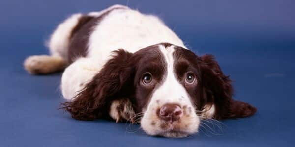 A Puppy Was Left in a Plastic Tote to Die
