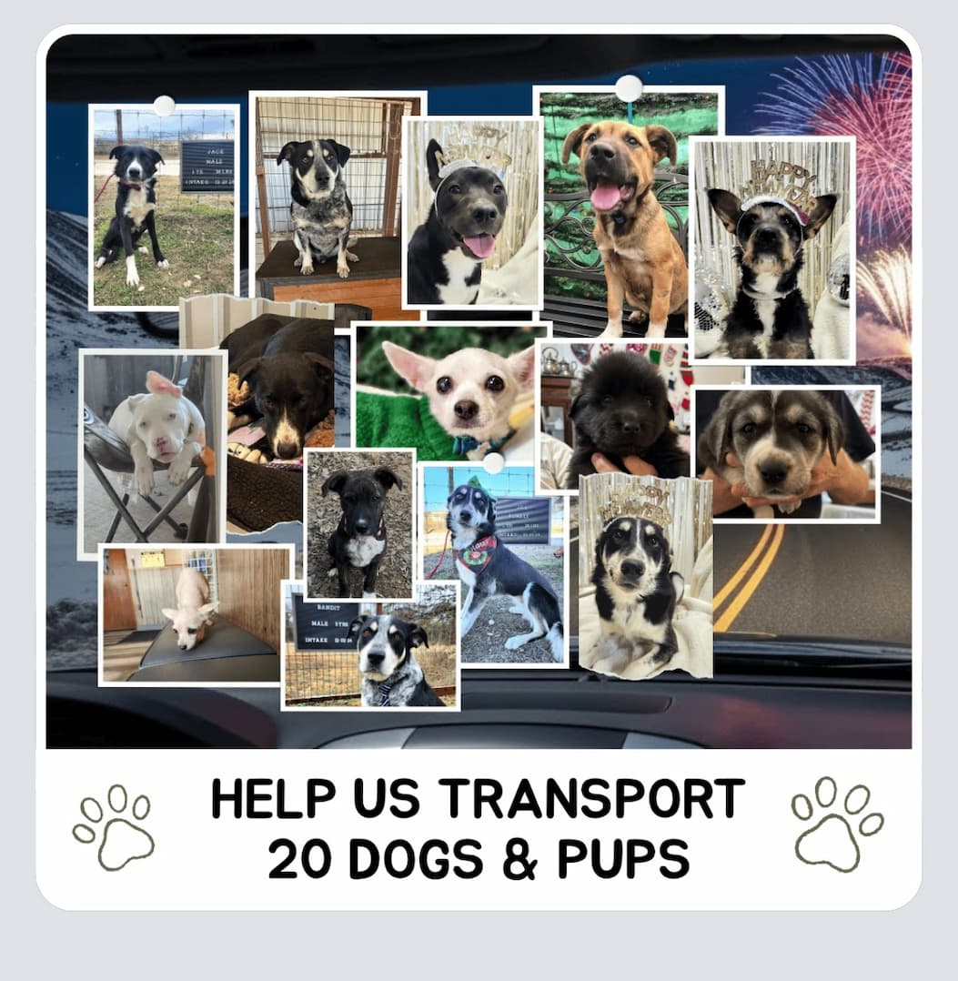 Every Purchase Helps Feed Hungry Shelter Dogs