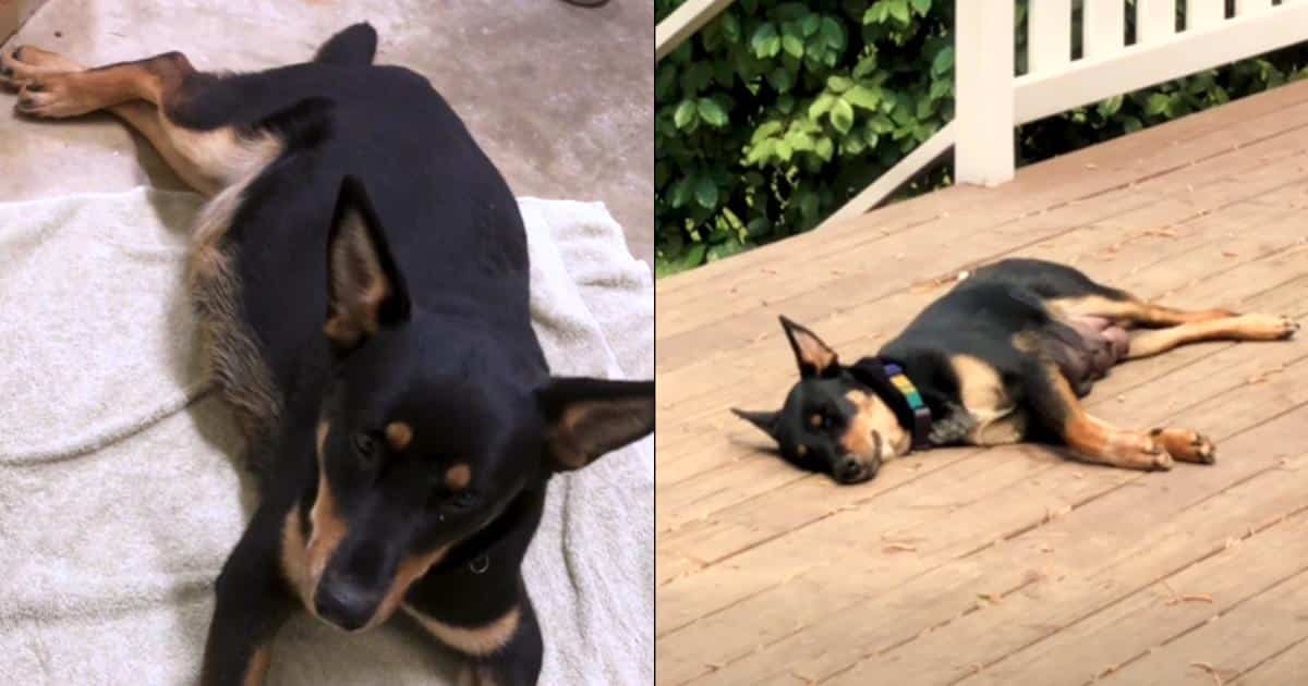 Brave Mama Dog Pebbles Stuns Everyone With 14 Tiny Pups