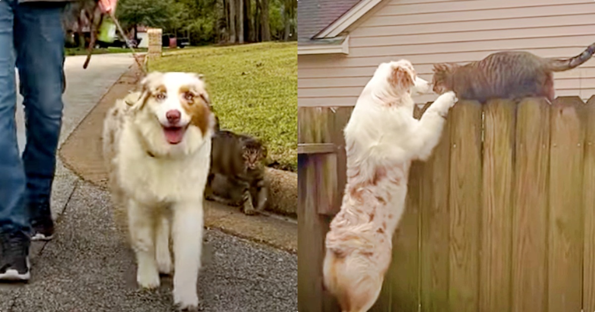Stray Cat Kept Joining Dog On Walks, Dog Insists He Belongs To Her