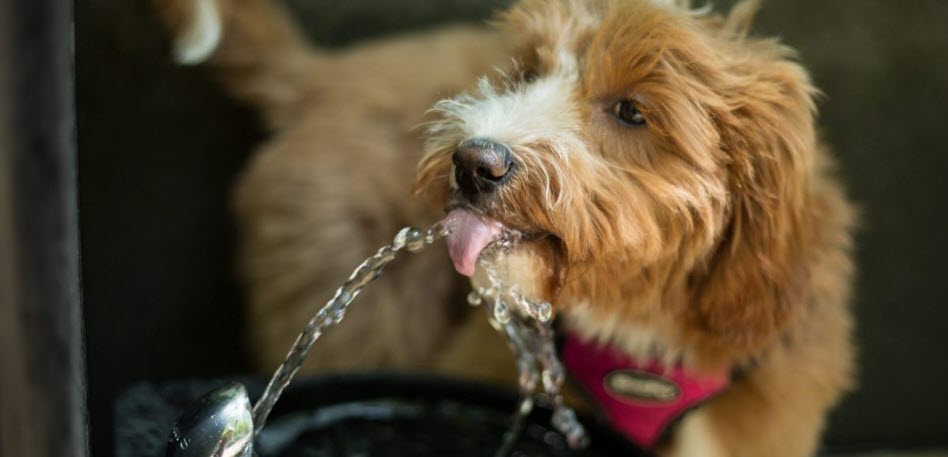 Vet Shares How To Tell If Your Dog Needs To Drink More Water