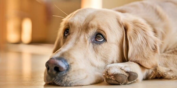 Families Trusted a Pet-Sitting App, but Their Dogs Never Came Home