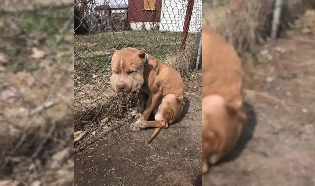 Dog Left Tied to Fence Defies Odds with Incredible Comeback