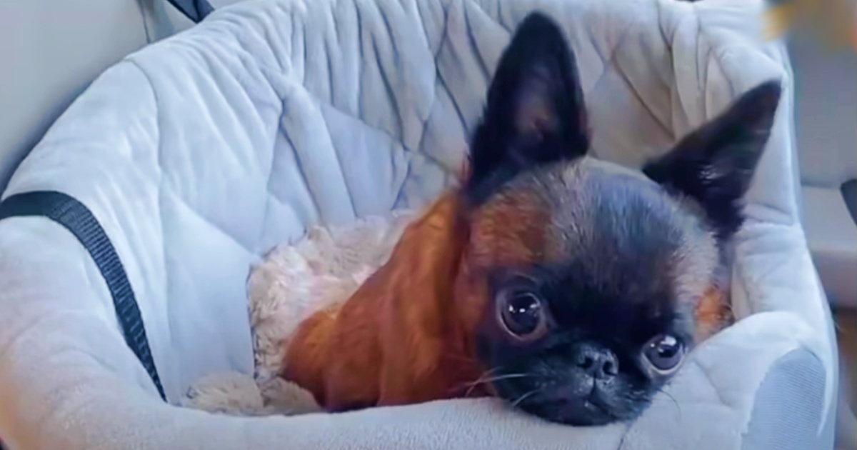 Breeder Passes Off Odd Puppy That Won’t Grow, Her New Mom Investigates