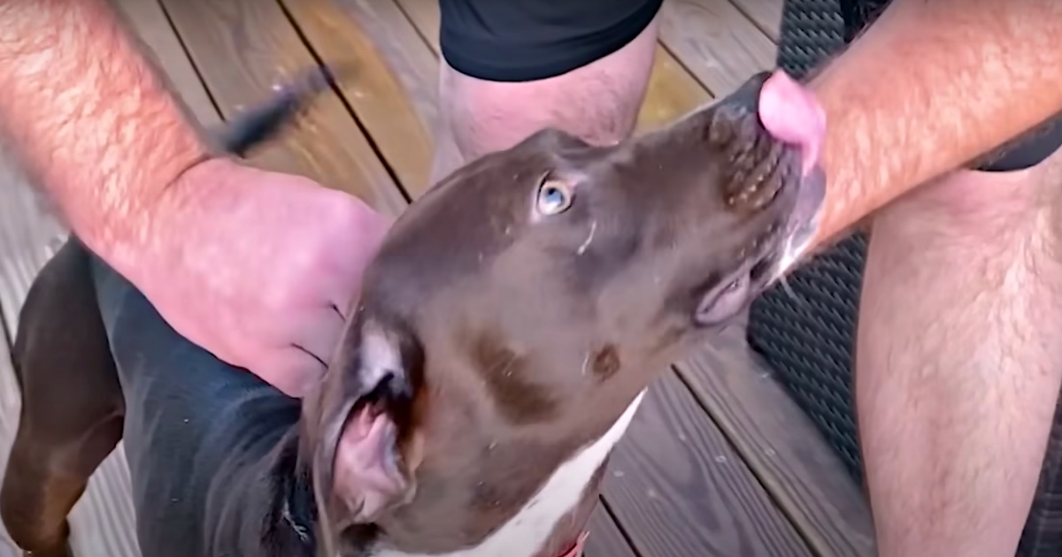 Pup Frequents Couple's Porch, They Tie A Note To Owner Around Her Neck