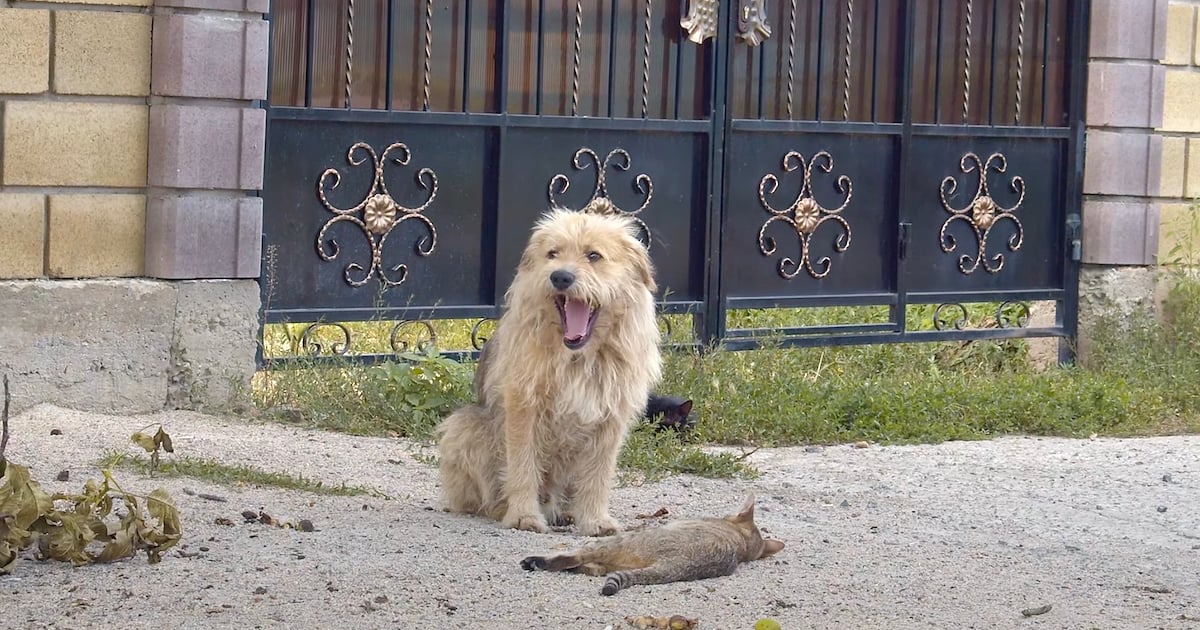Owner Sold His House, Dumped The Dog Behind, And Oscar Sat ‘Waiting’ At The Gate