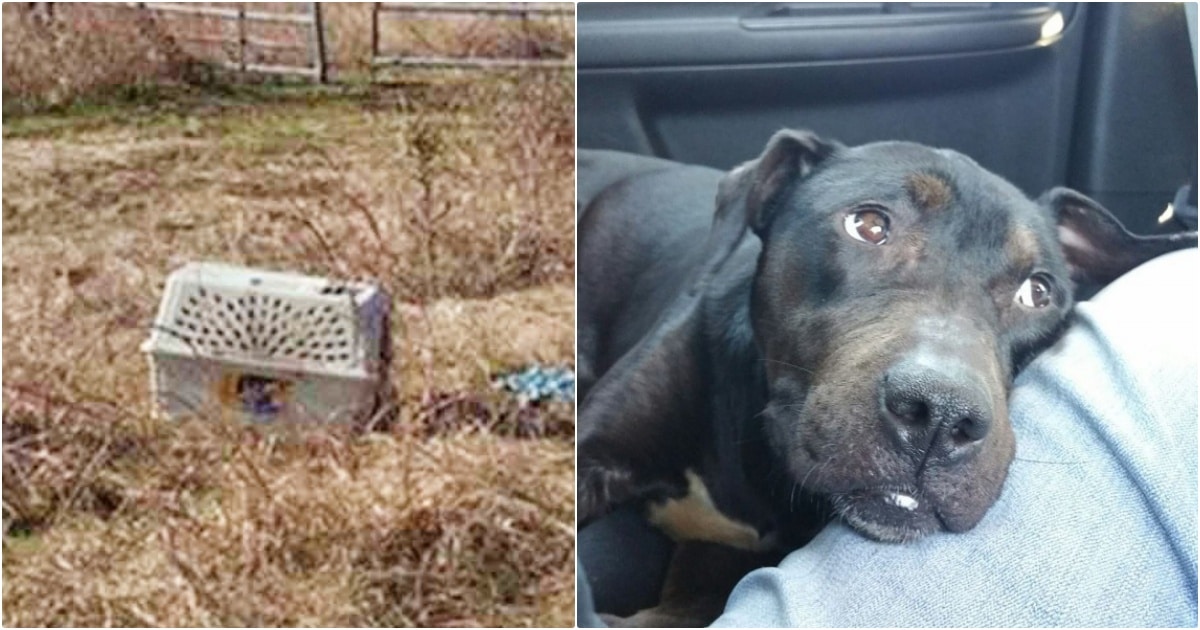 Bikers Pass Carrier In Field, Make U-Turn And Find Puppy Chewing Her Way Out