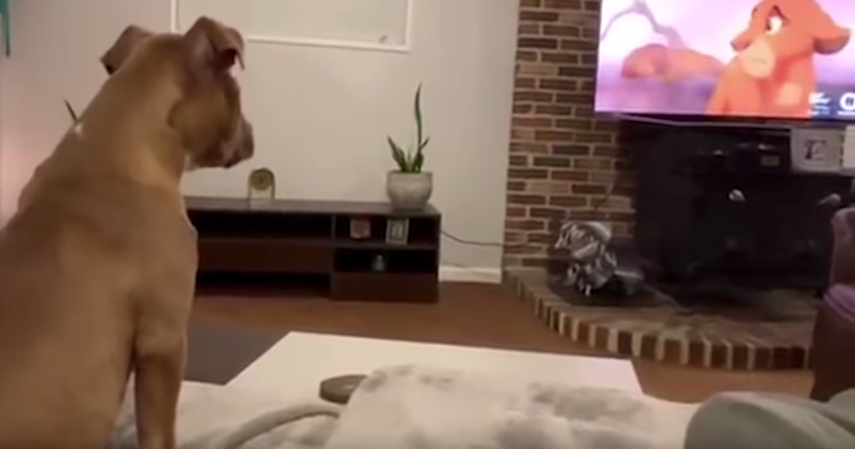 Dog Has An Emotional Breakdown Watching The Lion King’s Saddest Scene