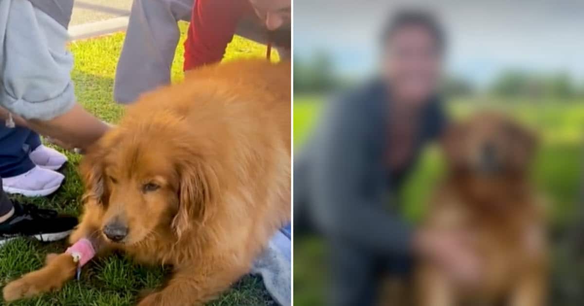 Obese Golden Retriever Could Hardly Walk Makes Incredible Transformation