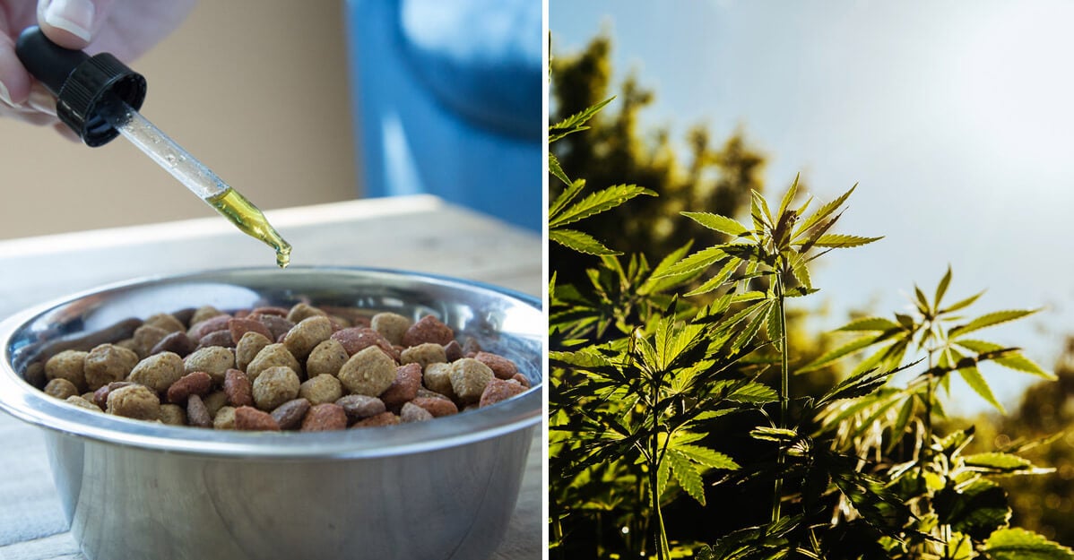 6 Reasons Why Everyone is Talking About CBD Hemp Oil for Dogs